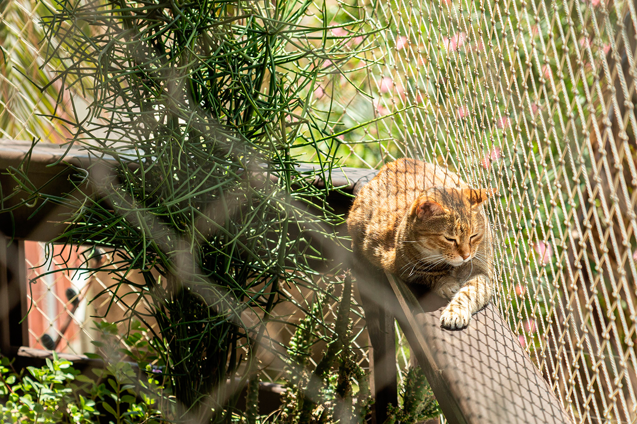 Redes de proteção para Gatos